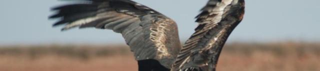 cropped-wedgetail-eagle-3.jpg