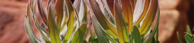 New protea leaves, South Africa, October 2008
