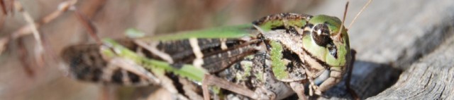 Grasshopper in Namadgi National Park, ACT, Australia, April 2009.