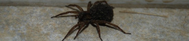 Spider with young on back, bathroom, Hogsback, South Africa, October, 2008