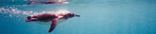 Galapagos penguin.  Photograph taken while snorkling with disposeable underwater camera.