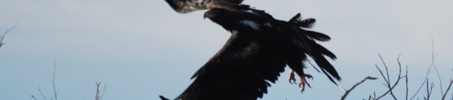 Wedge-tailed eagle, Central Australia, 2007.