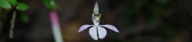 cropped-bouddi-orchid.jpg